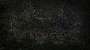 A dark image of intertwined foliage. A mixture of plants typically found in an Irish hedgerow, including ivy, brambles and moss.